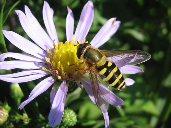 Aster Biology