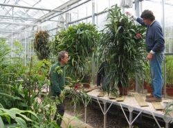 Moving plants into the new glasshouse