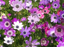 Anemone pavonina which flowers in late spring
