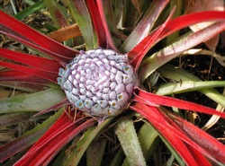 Fascicularia pitcairnifolia which flowers in early autumn 