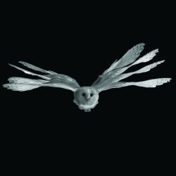 Overlaid series of images showing a barn owl flying through a gust