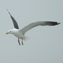 Lesser black-backed gull with GPS backpack and leg ring in flight