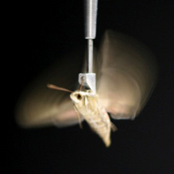 Moth tethered inside insect flight simulator