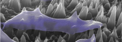 A close up image of an antibiotic nanospike