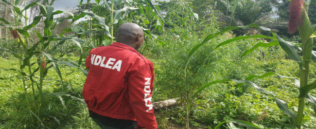 Law enforcement officer wearing a red jacket with NDLEA printed on back and sleeve in white, walking in cannabis fields
