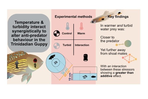 Visual abstract showing guppy interactions
