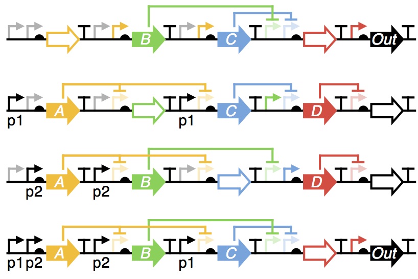 Regulatory states of a two-input XNOR genetic device
