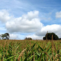A picture of a crop field