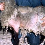 A picture of sheep scab