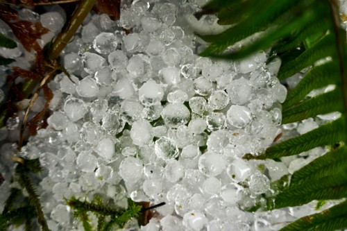 hailstones laying on grass