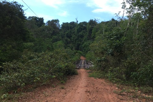 Secondary Forest in the Tapajós region of the Brazilian Amazon