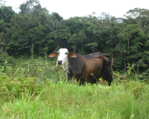 Cow on silvopasture farm in Colombia