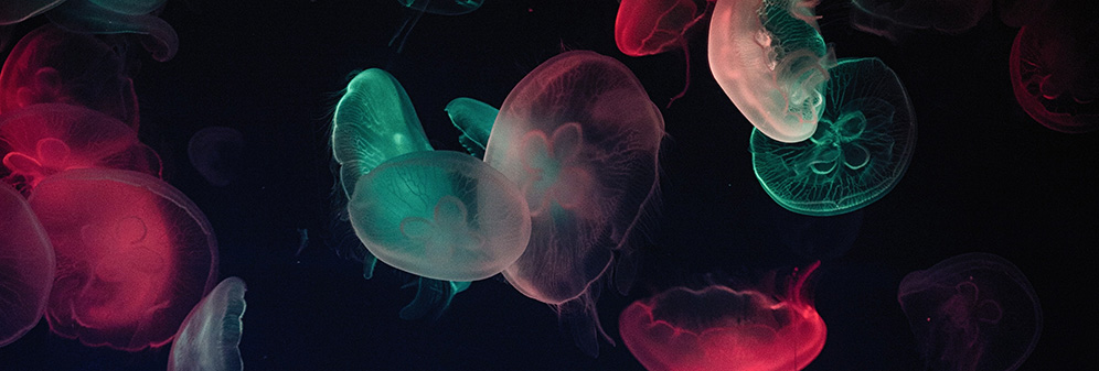 Multicoloured jellyfish