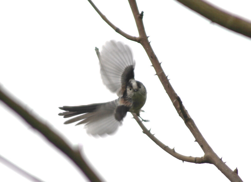 Image of a long tailed tit in the Botanic Garden