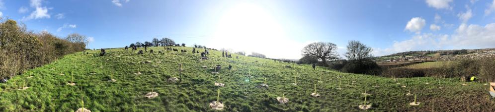 tree planting at Fenswood