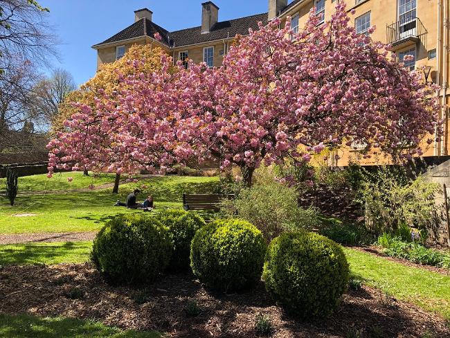 Image of the trees in blossom at Manor Hall garden.