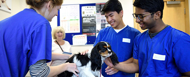 Three veterinary students examining a dog.	