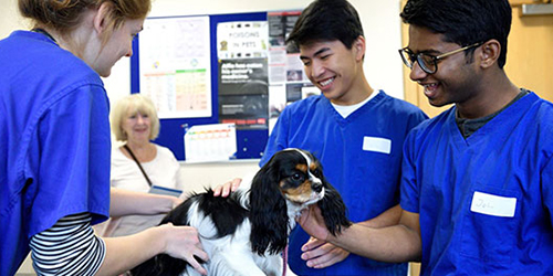 Three veterinary students examining a dog.