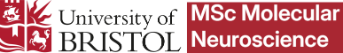 Logo of the MSc in Molecular Neuroscience, University of Bristol