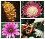 Some of the plants at the new Botanic Garden (clockwise from top left): Epiphytic orchid; Protea; Bristol whitebeam; Osteospermum.