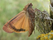 The Yellow Underwing moth