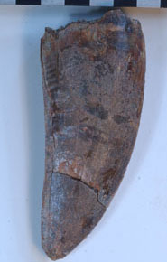 The tooth of Carcharodontosaurus iguidensis. Each box in the scale is 1 cm.