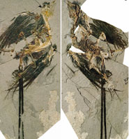 Eoconfuciusornis zhengi, skeleton and feather impressions.