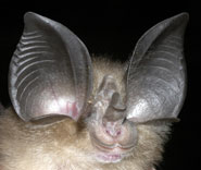 The big-eared horseshoe bat, Rhinolophus macrotis