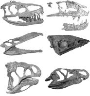 A montage of the skulls of several crurotarsan archosaurs. Top (l-r): The rauisuchians Batrachotomus and Postosuchus; middle: the phytosaur Nicrosaurus and the aetosaur Aetosaurus; bottom: the poposauroid Lotosaurus and the ornithosuchid Riojasuchus.