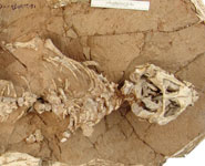 The type specimen of Yinlong downsi, a plant-eating dinosaur from the Jurassic of China, named by Xu Xing and colleagues in 2006. Xu Xing is the most prolific namer of new dinosaurs: this is his twenty-fifth new species. The type specimen is essentially complete, typical of the good practice of most workers today.
