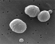 Scanning Electron Micrograph of Streptococcus pneumoniae