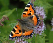 A small tortoiseshell butterfly: one of the 563 species of insects reared from the 20 farms.