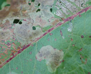 A leaf miner on a dock leaf: many leaf miners were reared on the project, either a small fly emerges or a parasitic wasp.