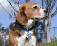 A six-year old female purebred beagle of the tricolour variety