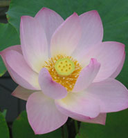 A sacred lotus, one of 15 varieties on display in the Botanic Garden