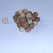 Some of the musket balls discovered at the dig