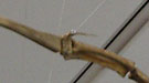 Detail of pteriod bone