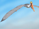 Reconstruction of a pterosaur
