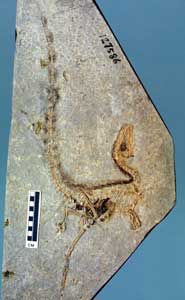 Fossil of a theropod dinosaur Sinosauropteryx