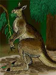 Artist's impression of Procoptodon, a genus of giant short-faced kangaroo living in Australia during the Pleistocene epoch