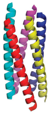 A bundle of five protein helices. It is structures like this that stack end-to-end to make strings of spaghetti-like protein.