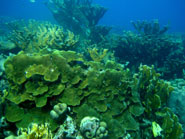 A reef in Curaçao dominated by Montastraea faveolata