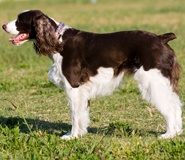 English Springer Spaniel with a docked tail