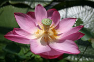 A Pink Bowl Lotus from the Chinese collection at the University of Bristol Botanic Garden