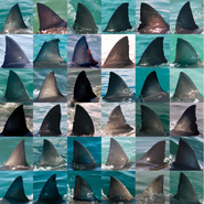 Images from the White Shark Trust fin-print database