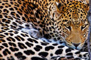 A leopard (Panthera pardus)