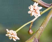 Male Amborella flowers