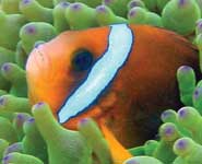 Omani clownfish