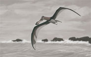 The great pterosaur, Coloborhynchus piscator