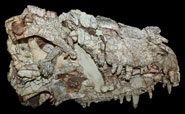 Skull of Sphenacodon from New Mexico, one of the fossils used in the current study